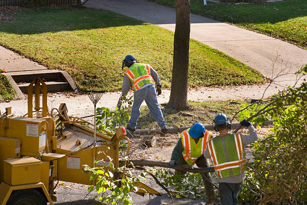 Tree Removal for Businesses in Mount Pleasant, NC